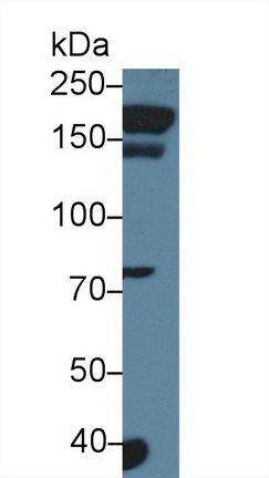 9854