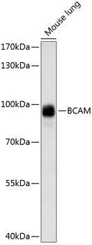 Валидация Elabscience E-AB-65093