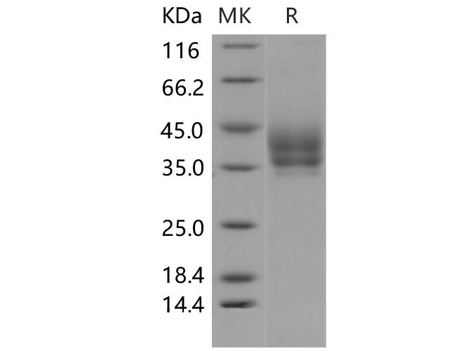 Валидация Elabscience PKSM040480(4475)