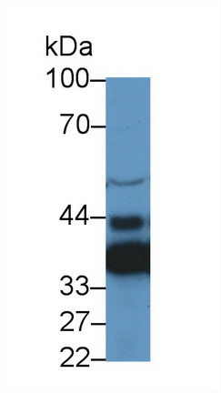 14046