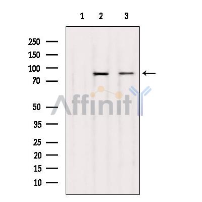 Валидация Affinity DF3102 - 13860