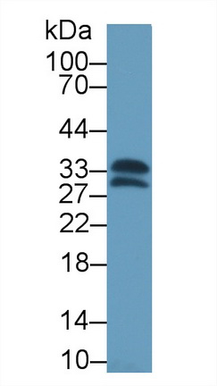 13369