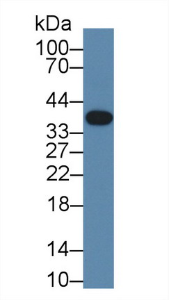 8931