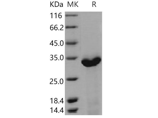 Валидация Elabscience PKSM040808(4772)