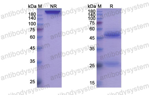 Валидация SDS-PAGE - AntibodySystem DHB74003