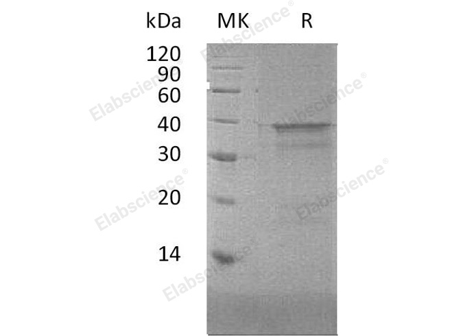Валидация Elabscience PKSH032824(3239)