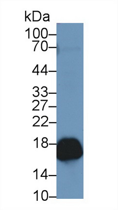 13281
