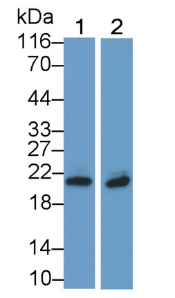 12468