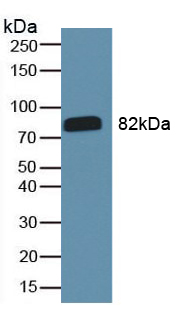 62137
