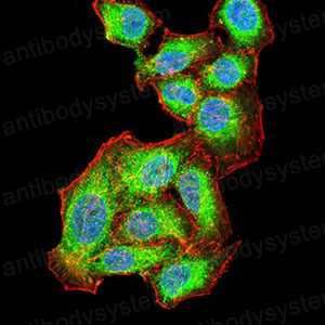 Валидация IF - AntibodySystem RHD96511