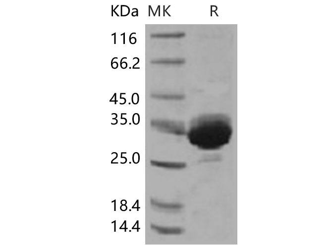 Валидация Elabscience PKSH031468(2169)