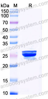 EHB92901, SDS-PAGE