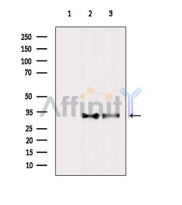 Валидация Affinity DF5134 - 17087