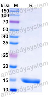 Валидация SDS-PAGE - AntibodySystem RXX00202