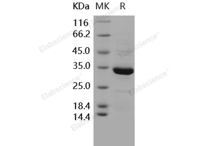 Валидация Elabscience PKSH031601(2266)