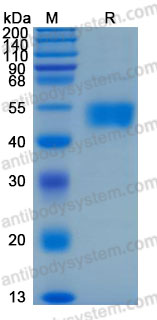 Валидация AntibodySystem AHJ14401
