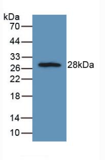 51455