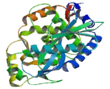 2",5"-Oligoadenylate Synthetase 3 (OAS3)