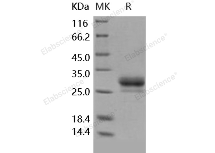Валидация Elabscience PKSH031726(2364)