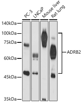Валидация Elabscience E-AB-92258