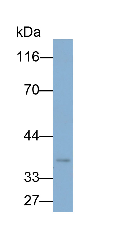 32843