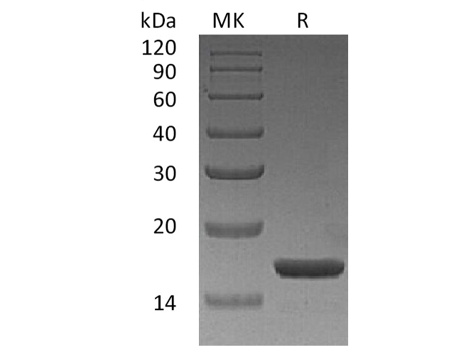 Валидация Elabscience PKSH033458(3776)