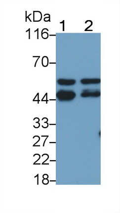 52821