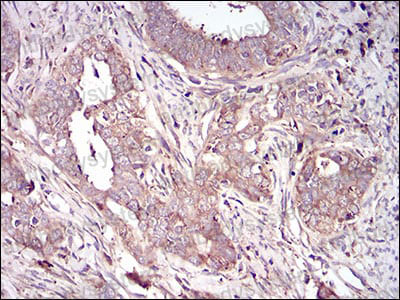Валидация AntibodySystem RHC05102 (567)