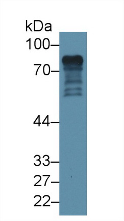 13498