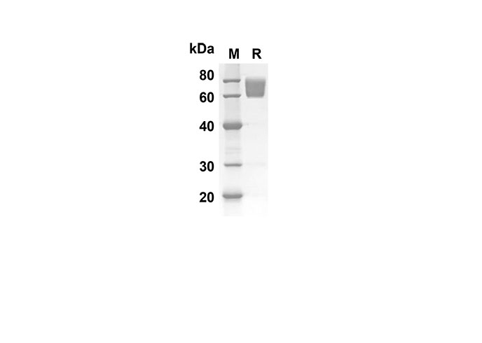 Валидация Elabscience PDMM100064(1036)