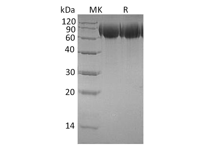 Валидация Elabscience PKSH033579(3873)
