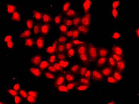 Валидация Elabscience E-AB-61759