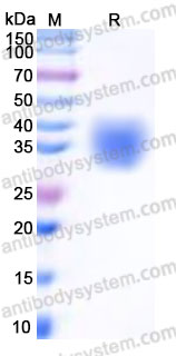 AHG17603, SDS-PAGE