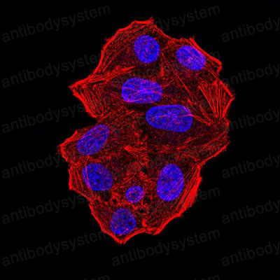 Валидация IF - AntibodySystem RHK46902 (1527)