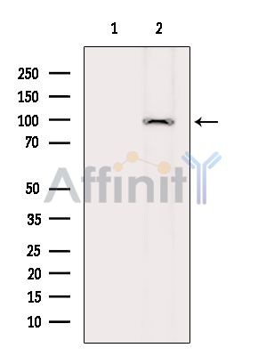 Валидация Affinity DF8058 - 19887