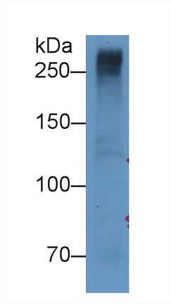 64486