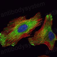 Валидация IF - AntibodySystem RHN58202