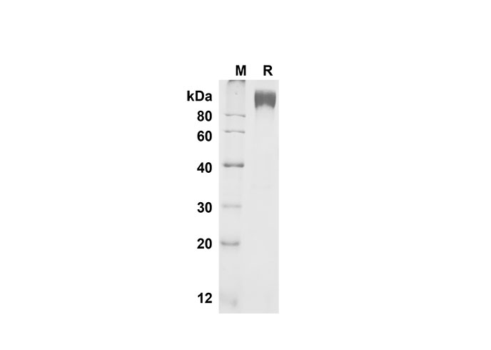 Валидация Elabscience PDMM100134(1094)
