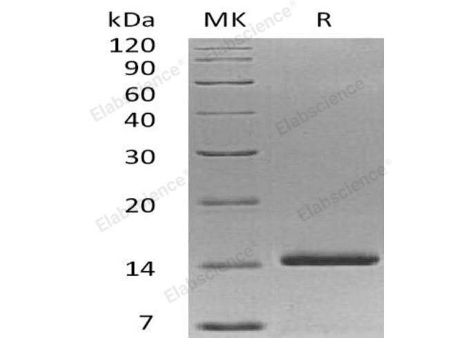 Валидация Elabscience PKSH032803(3221)