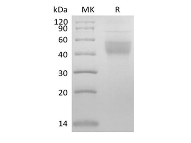 Валидация Elabscience PKSM041436(5311)
