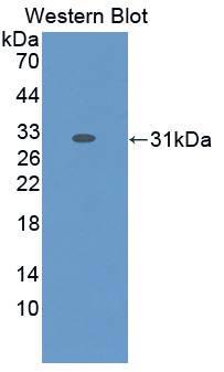 53084