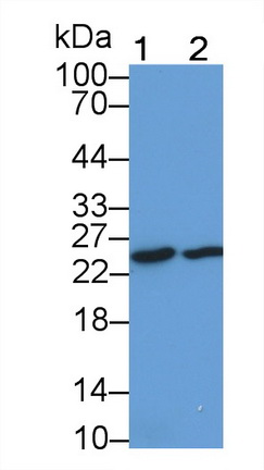 20138