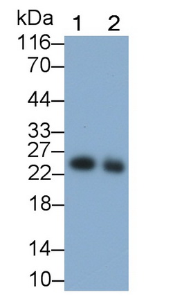 41292