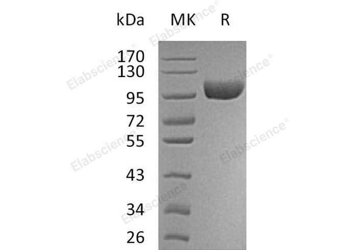 Валидация Elabscience PKSH032744(3171)