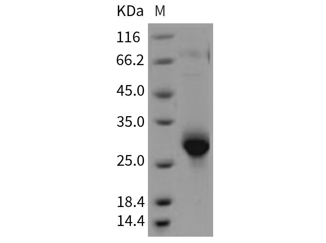 Валидация Elabscience PKSR030178(5541)