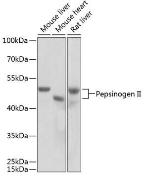 Валидация Elabscience E-AB-60782