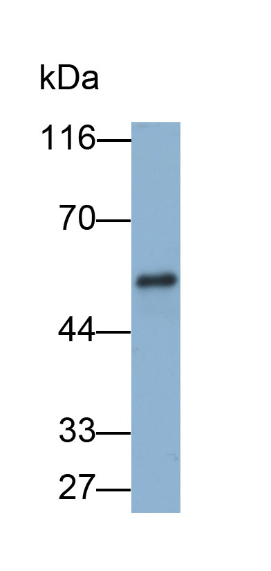 33450