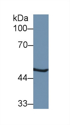 13154