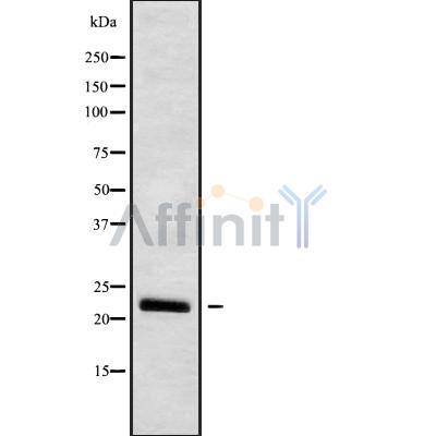 Валидация Affinity DF10109 - 5613