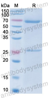 Валидация SDS-PAGE - AntibodySystem FMJ93220